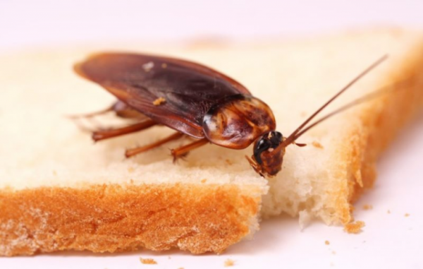 Борная кислота от тараканов: рецепты, отзывы