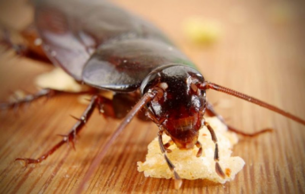 Борная кислота от тараканов: рецепты, отзывы