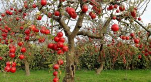 Обрезка яблонь - 4 основных вида