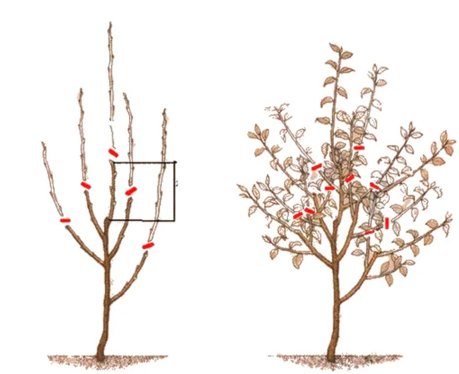 Как обрезать фруктовые деревья весной для новичков