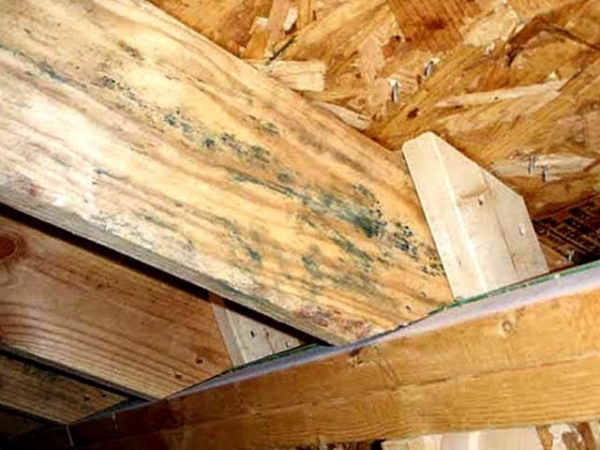 Как избавиться от плесени: на деревянных досках, стенах, полу в доме, средства, причины, последствия, фото