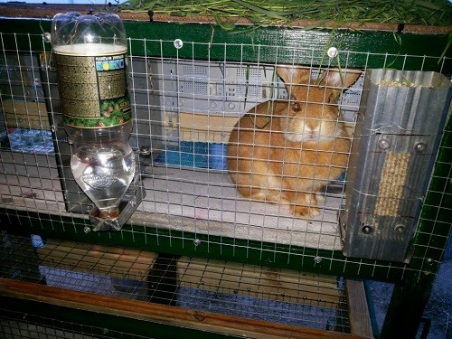 Клетка для кроликов из сетки: как сделать, какая сетка нужна, чертежи, размеры, пошаговая инструкция сборки, фото